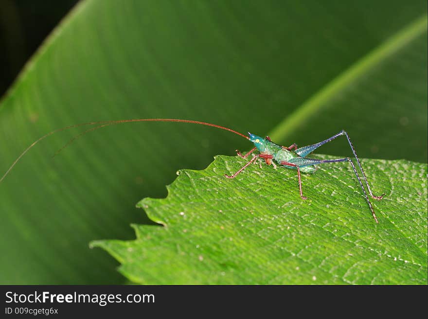 Tropical grasshopper with very long antennae