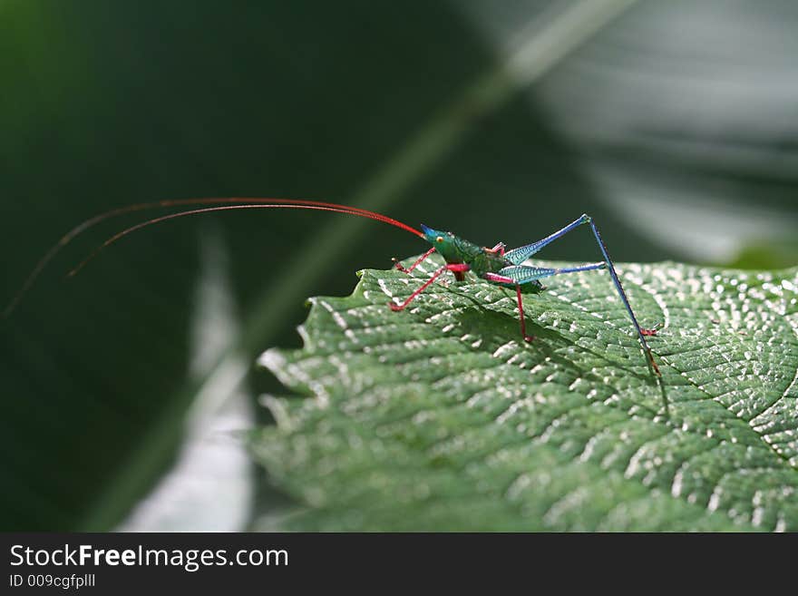 Tropical grasshopper ona a leaf (Venezuela). Tropical grasshopper ona a leaf (Venezuela)