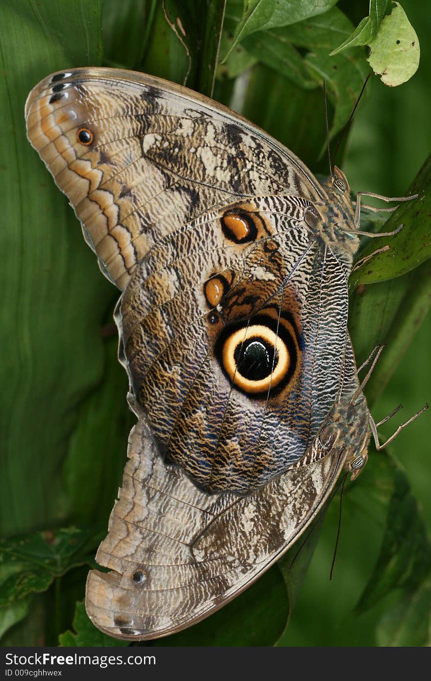 Tropical butterflies copulating