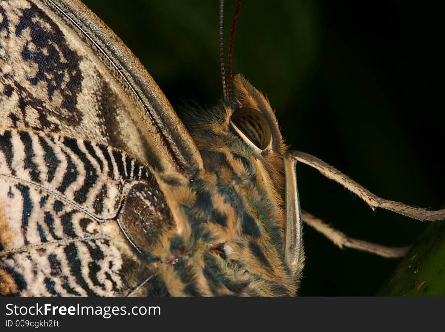 Tropical Butterfly S Portrait