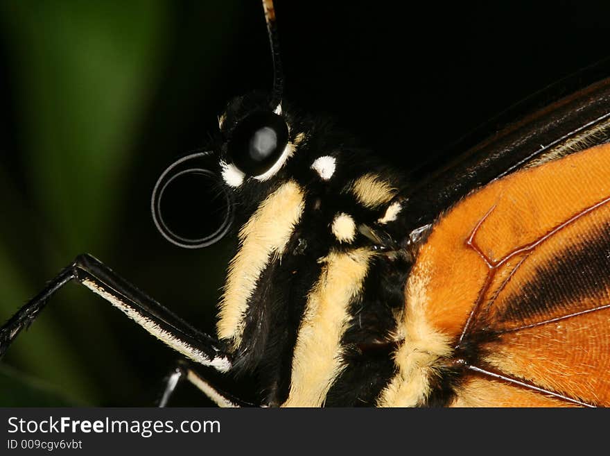 Tropical Butterfly S Portrait 2