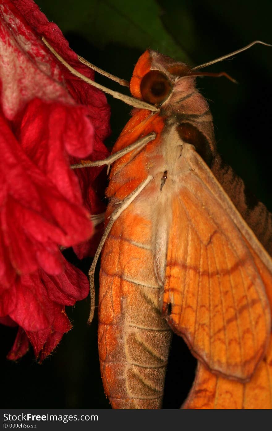 Hawk moth sitting on a red flower - closup (Henri Pittier National Park, Venezuela). Hawk moth sitting on a red flower - closup (Henri Pittier National Park, Venezuela)