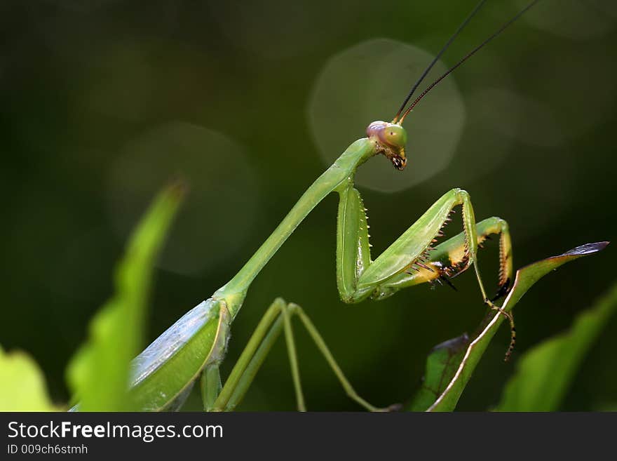 Mantis with aureole