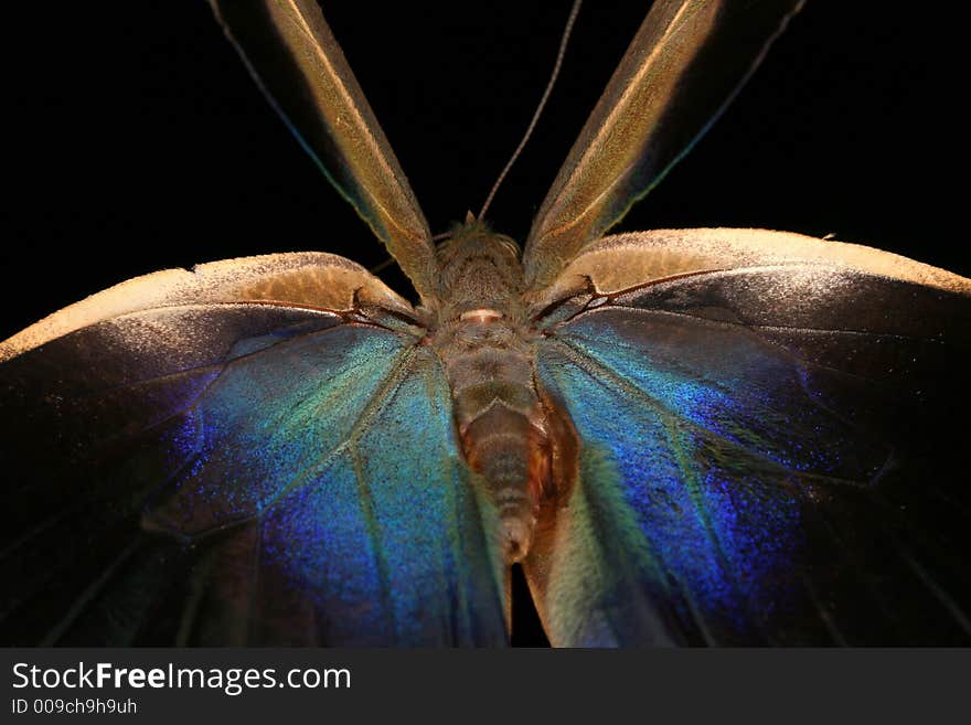 Flying Tropical Butterfly