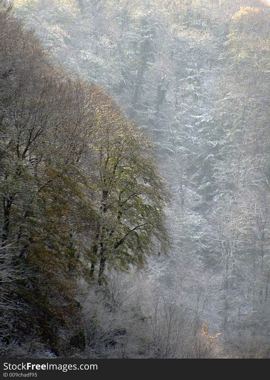 Light snowfall in the autumn colored forest. Light snowfall in the autumn colored forest