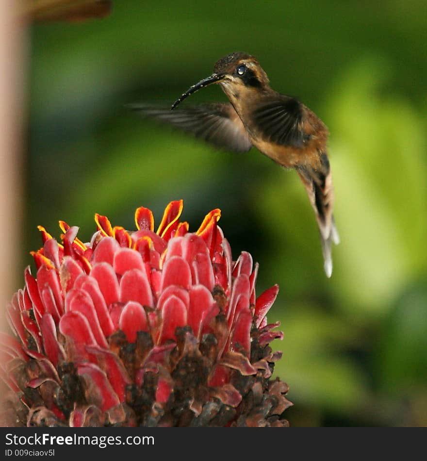 Hummingbird over flower