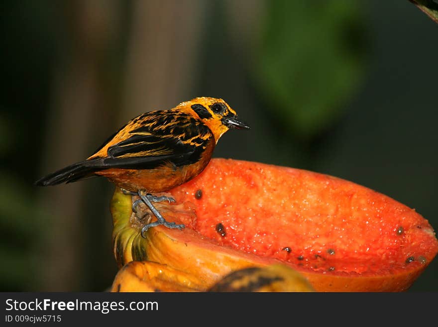 Tropical bird on papaya