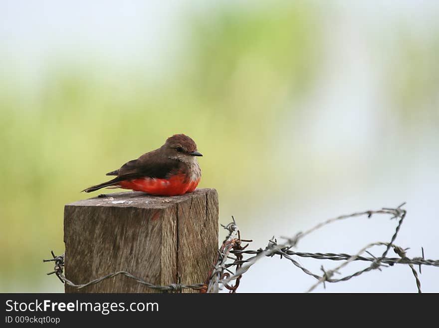 Bird on a pole