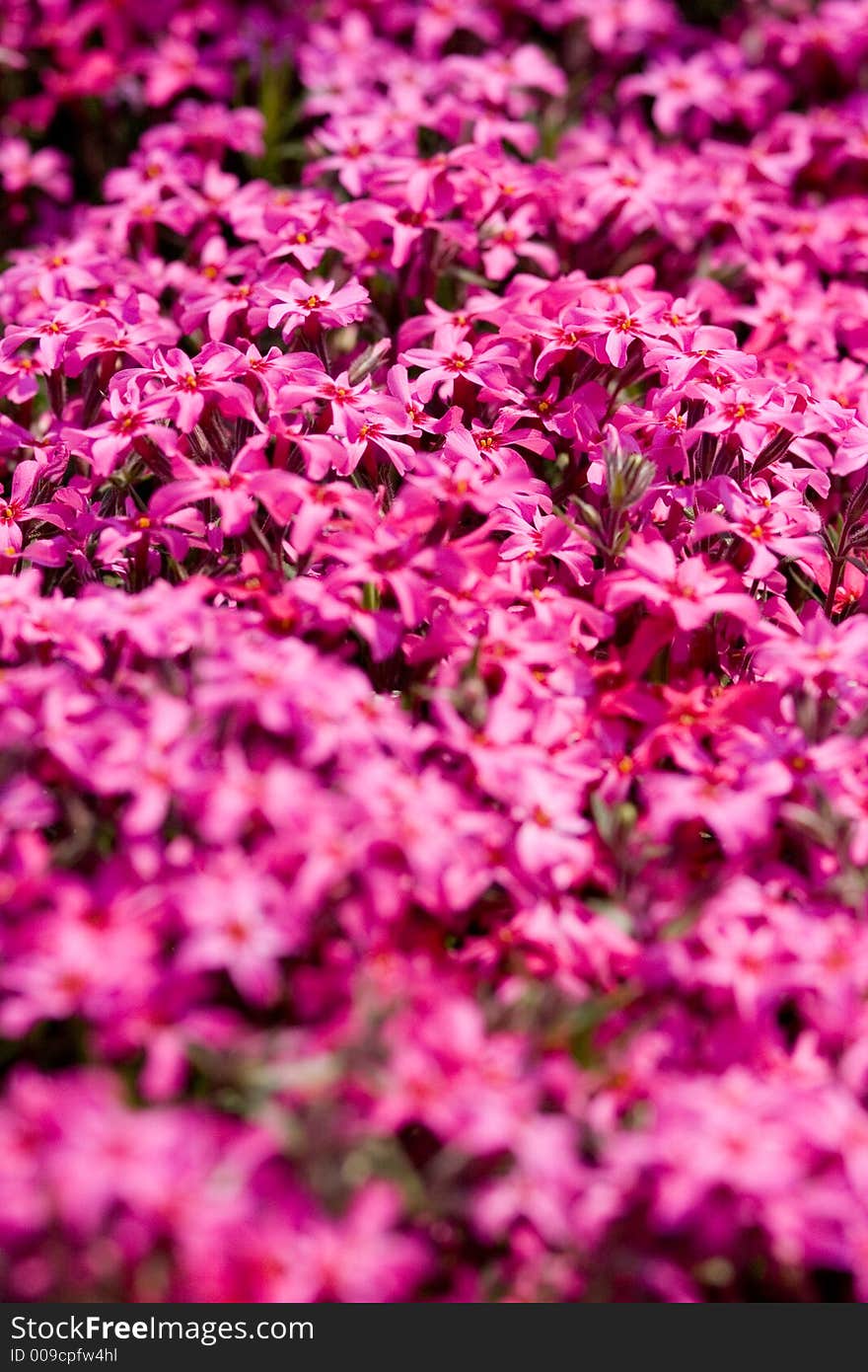 A lot of pink flowers. Nice background.