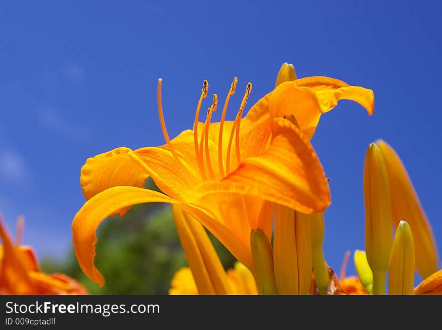 Found in gardens and along Pennsylvania roads, these beautify the area wherever they propagate throughout the summer months. Found in gardens and along Pennsylvania roads, these beautify the area wherever they propagate throughout the summer months.