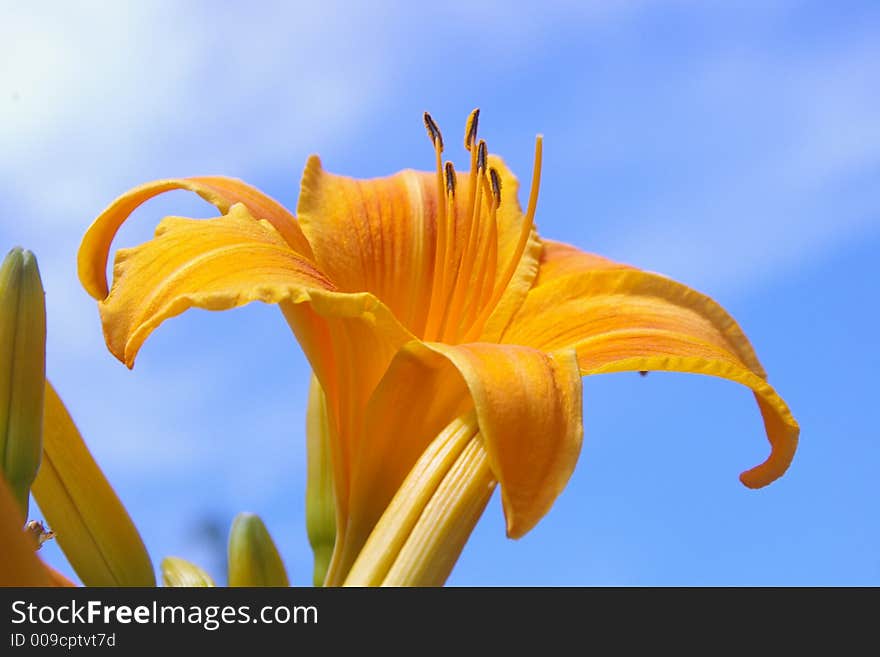 Found in gardens and along Pennsylvania roads, these beautify the area wherever they propagate throughout the summer months. Found in gardens and along Pennsylvania roads, these beautify the area wherever they propagate throughout the summer months.