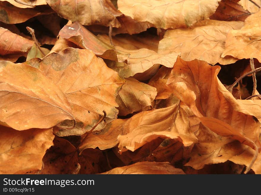 Autumn Leaves