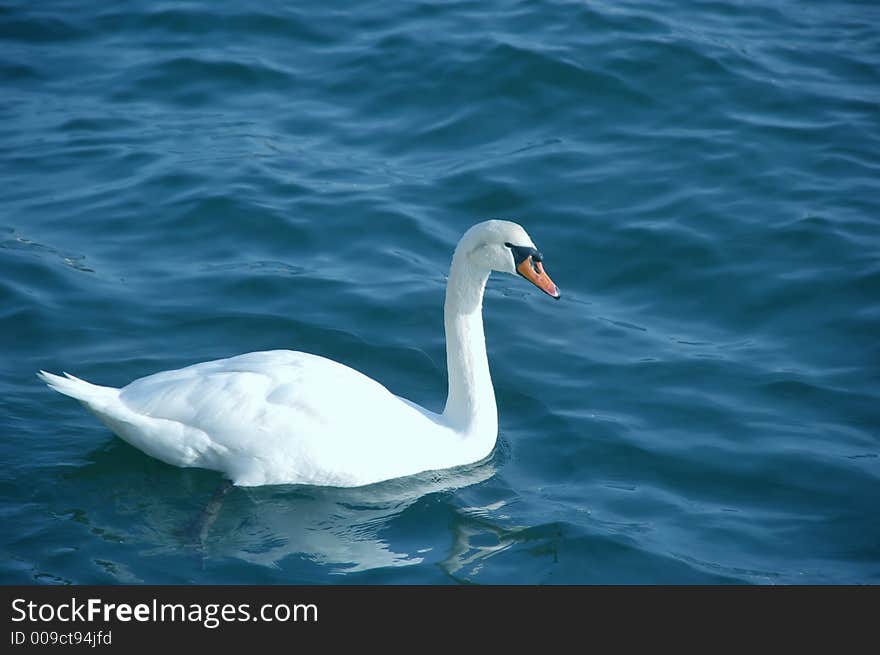 A white swan alone in choppy waters