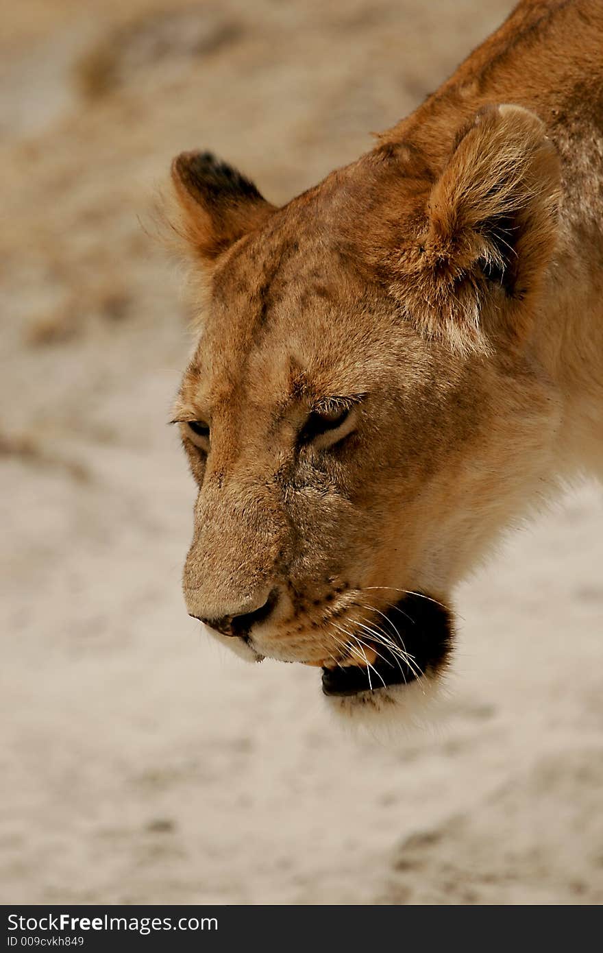 Lion Portrait