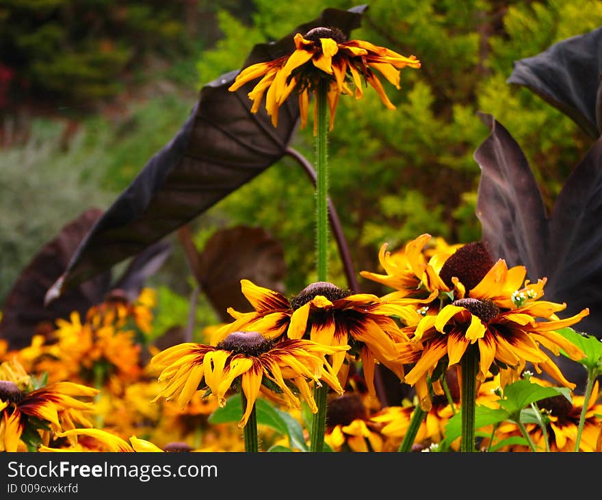 A flower outgrowing neighboring flowers. A flower outgrowing neighboring flowers.