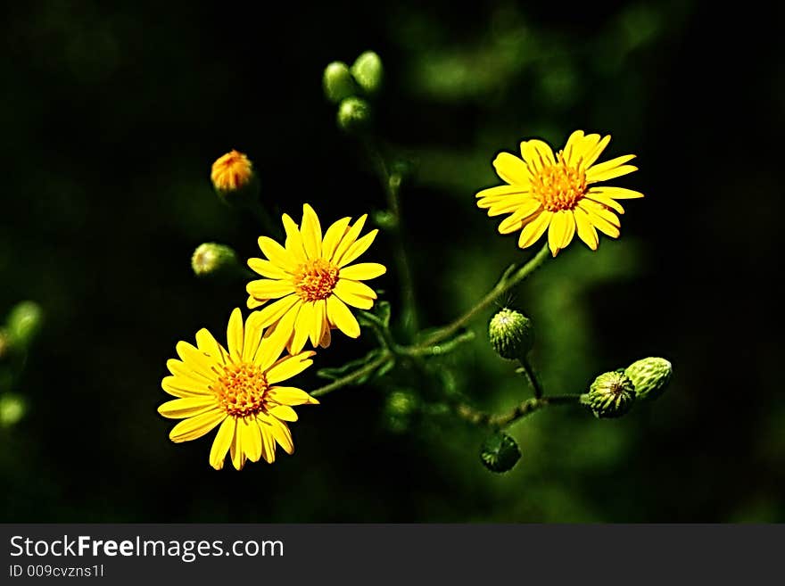 Three yellow wildflowers glowing like the sun with surrounding buds simulating planets. Three yellow wildflowers glowing like the sun with surrounding buds simulating planets