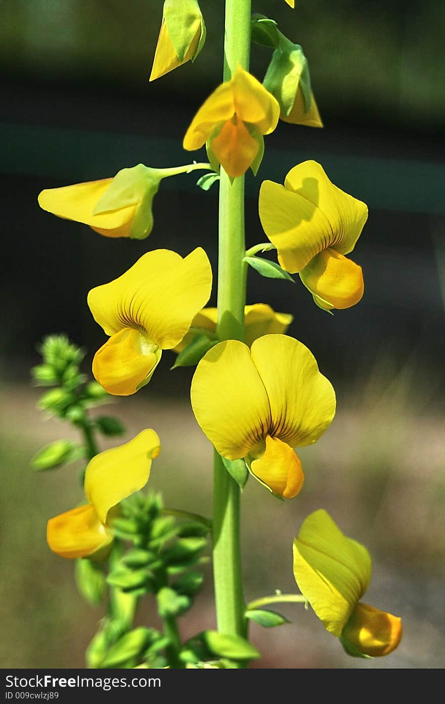 Yellow Turks Cap