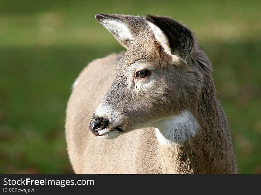 A deer in the park.