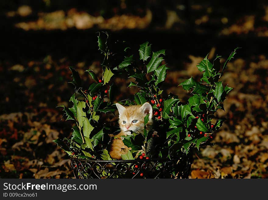 My yellow kitten who kept jumping into the bow of holly. My yellow kitten who kept jumping into the bow of holly