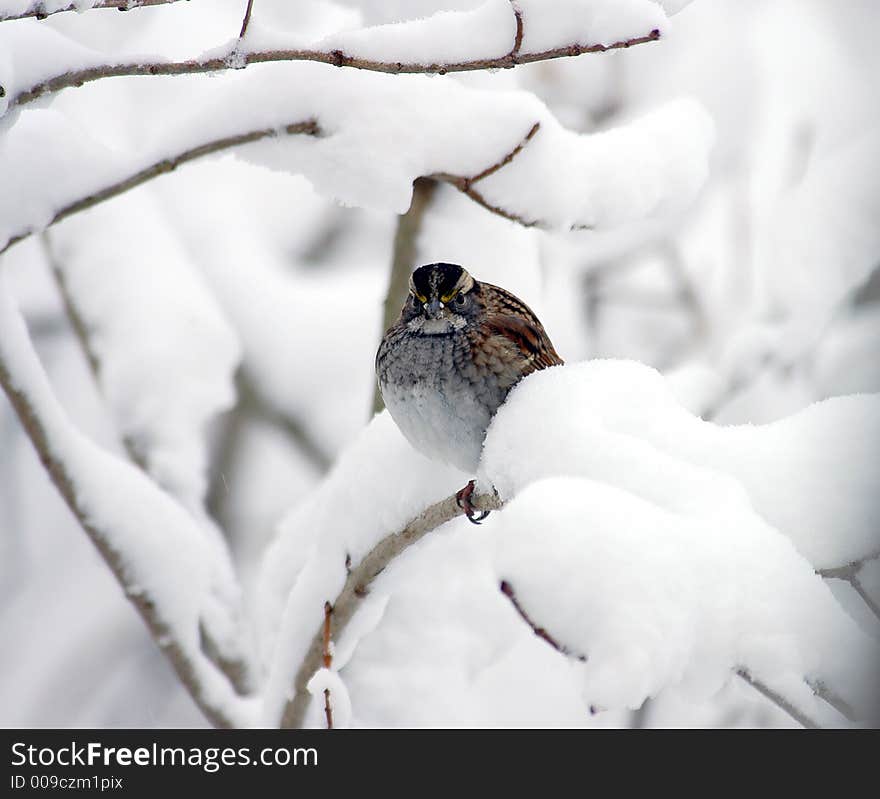 Sparrow in heavy snow