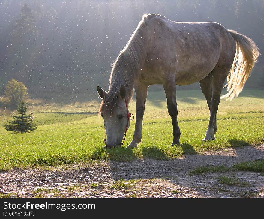 Eating horse in first snow