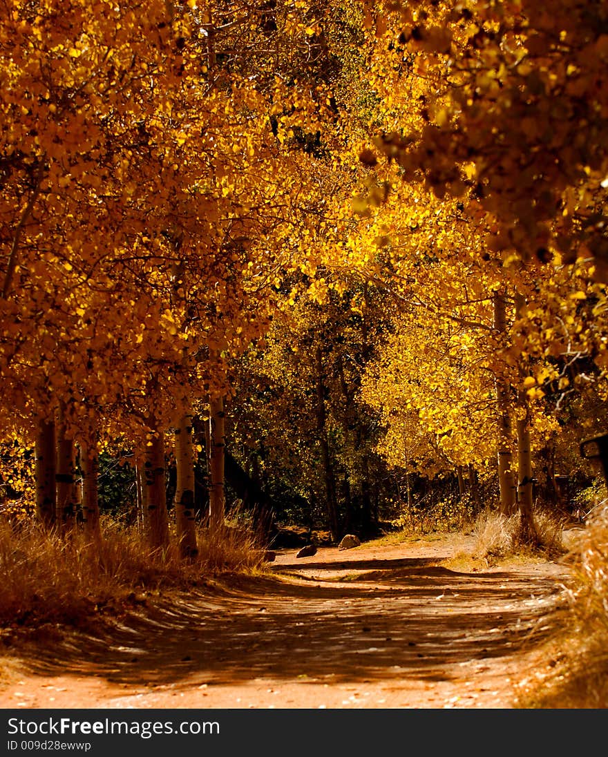 Beautiful fall Colors in Aspen grove. Beautiful fall Colors in Aspen grove