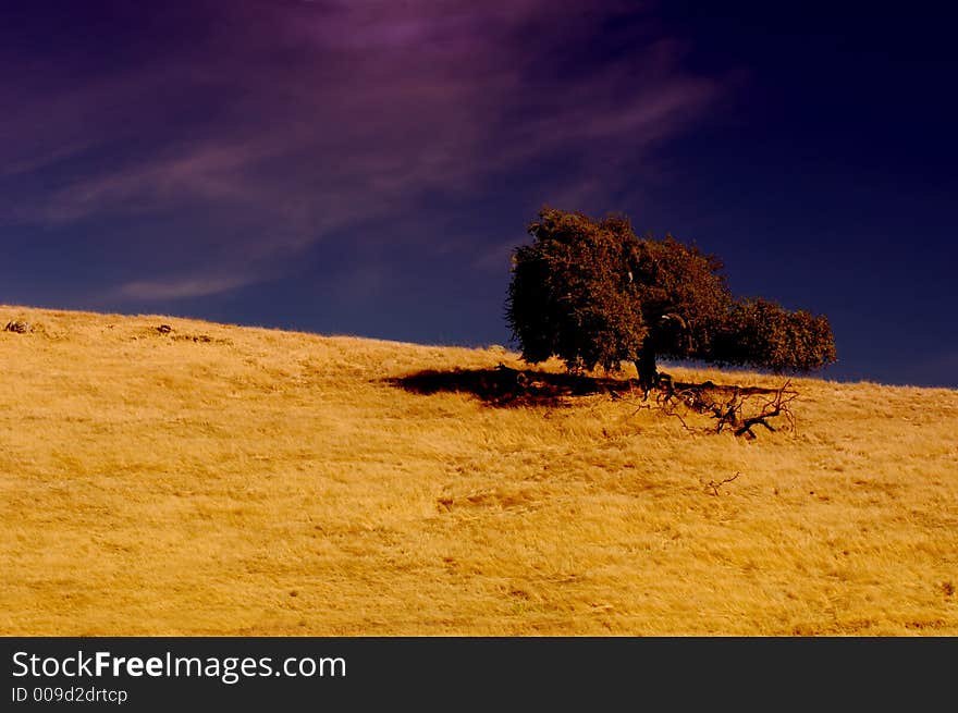 Lone tree on top of california grassland