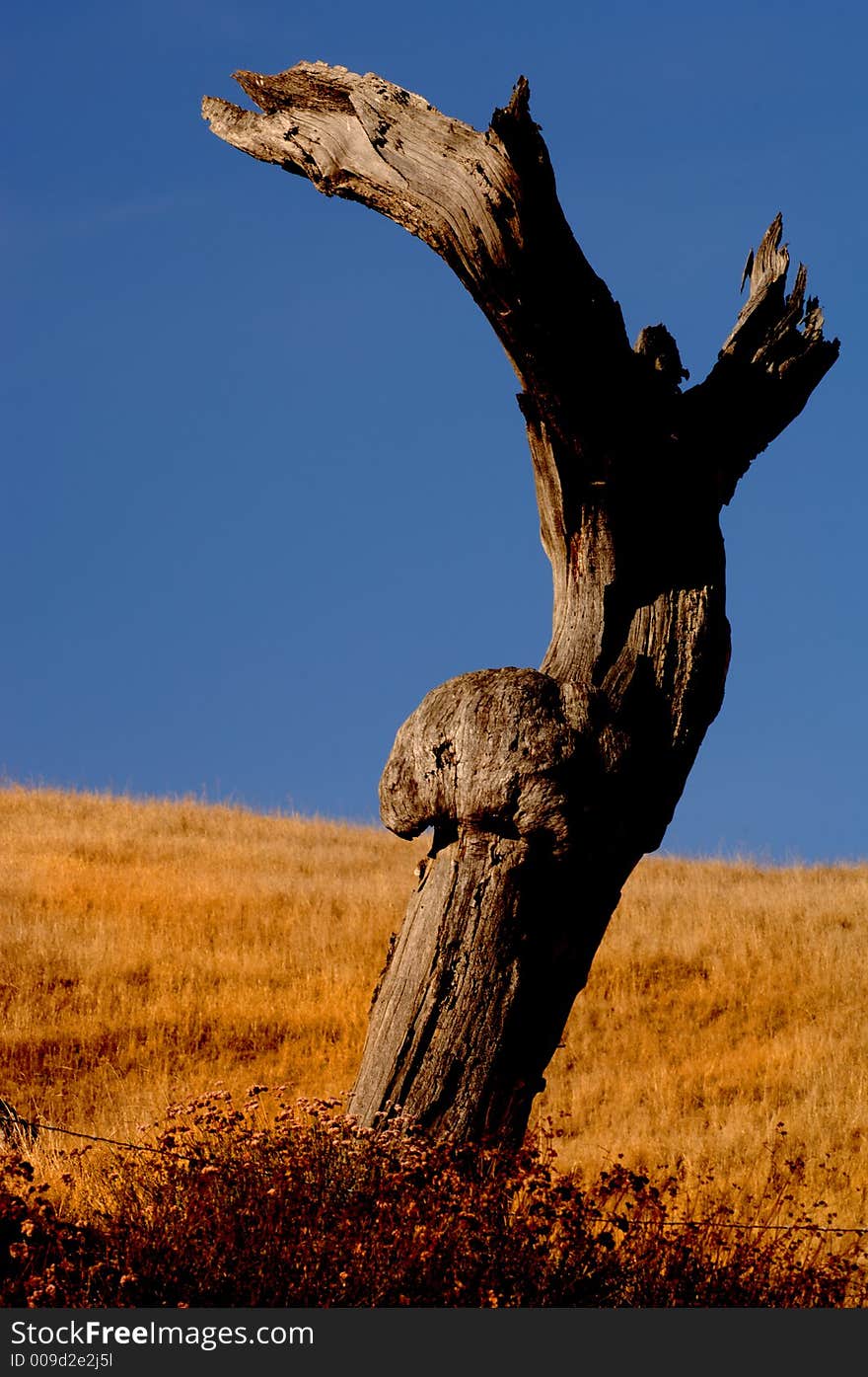 Dead tree stump in California grassland