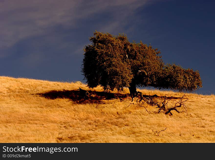 Isolated tree against Blue California sky. Isolated tree against Blue California sky