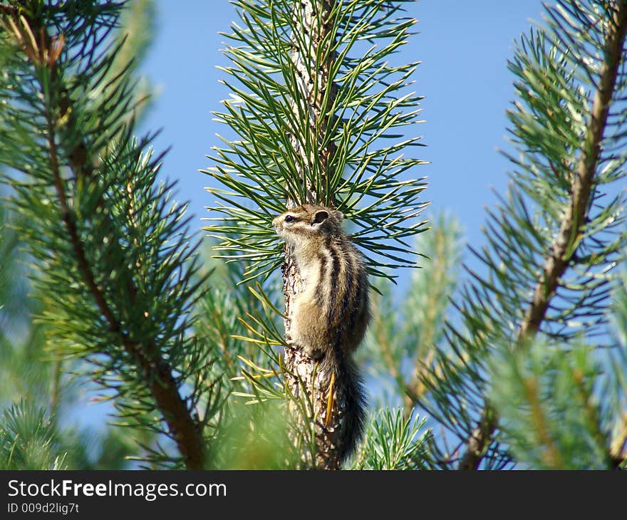 A little baby chipmunk on a tree