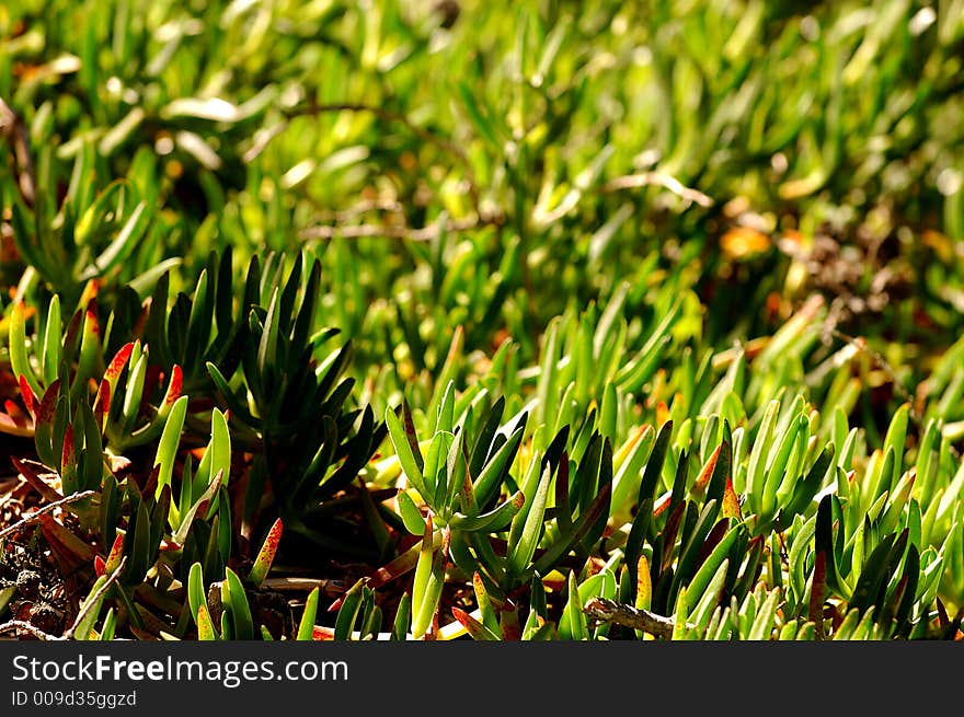 Ice plant