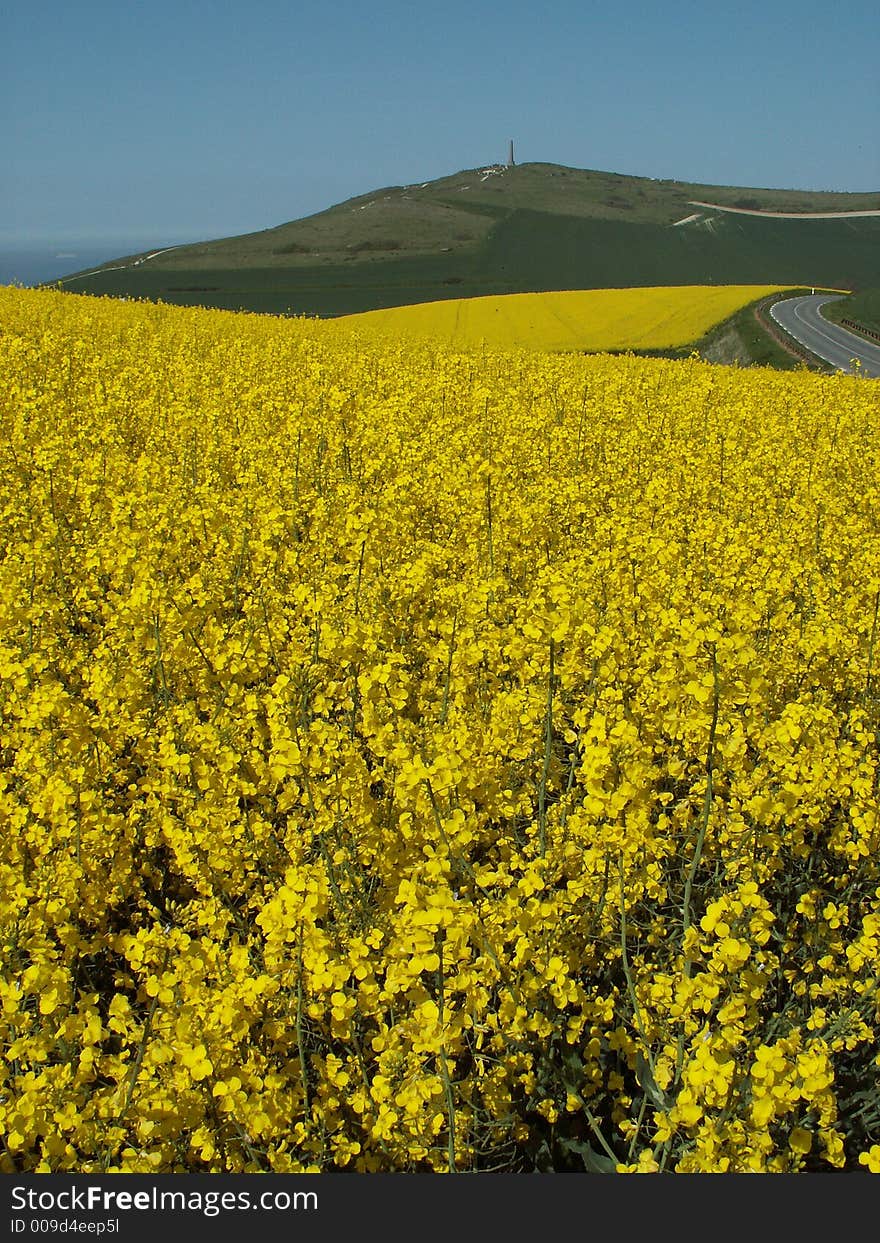 Yellow flowers, cap blanc nez