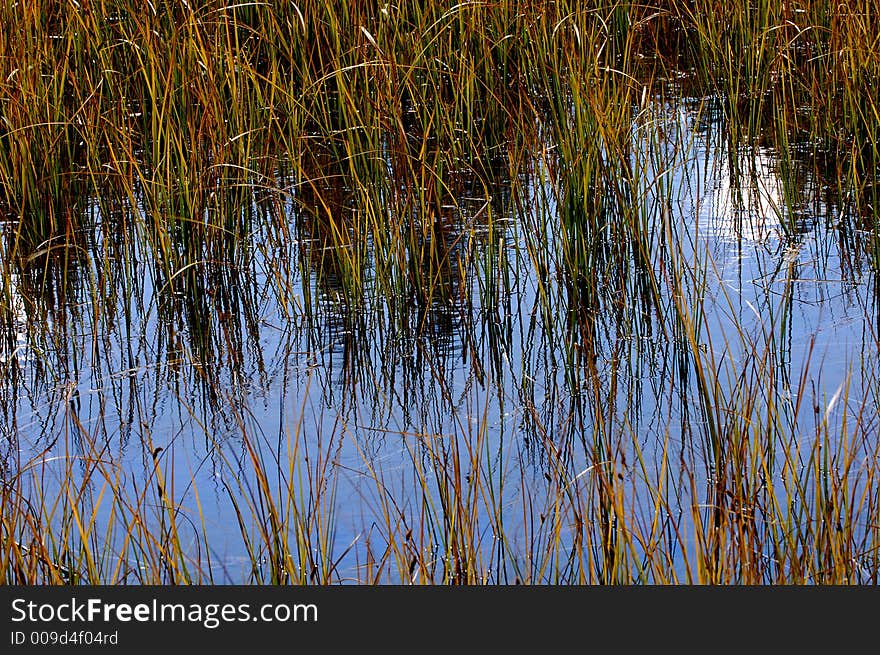 Grasses reflecting in the merced river, Yosemite. Grasses reflecting in the merced river, Yosemite