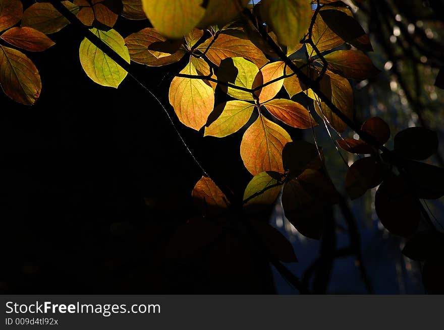 Poplars shimmer in the morning glow of yosemite