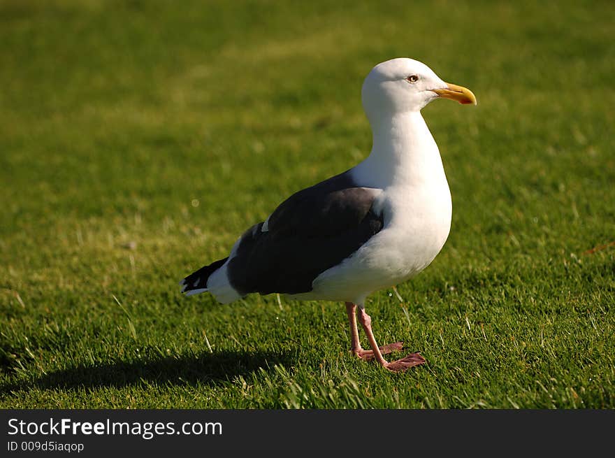 Seagull on Grass in california. Seagull on Grass in california