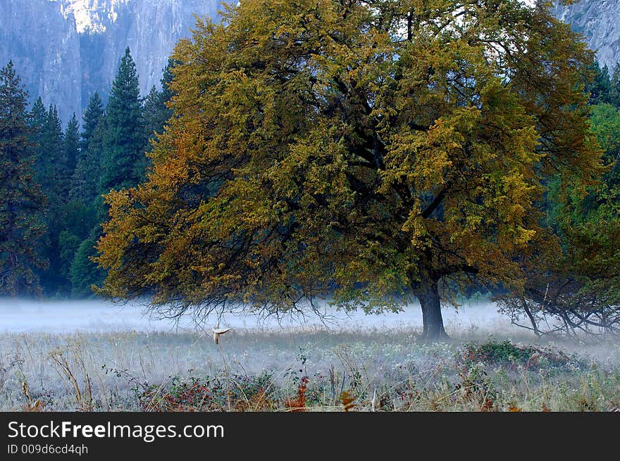 Very cold foggy morning in yosemite. Very cold foggy morning in yosemite