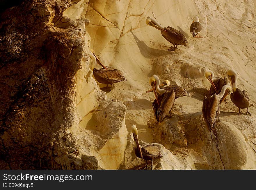 Group of pelican cleaning themselves. Group of pelican cleaning themselves