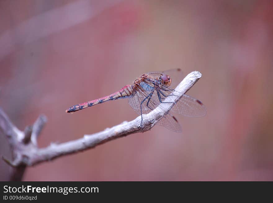 Close up dragonfly on the branch. Close up dragonfly on the branch.