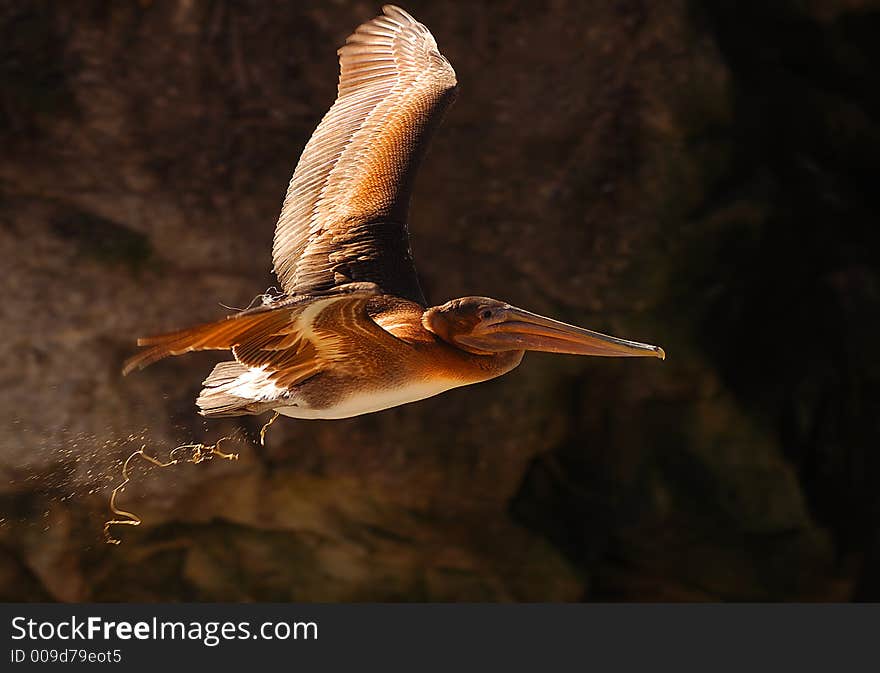 California Brown pelican relieving himself