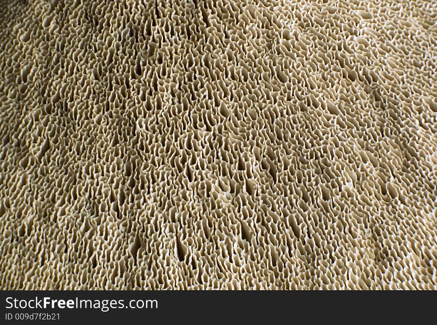 Close up shoot of a tree mushroom