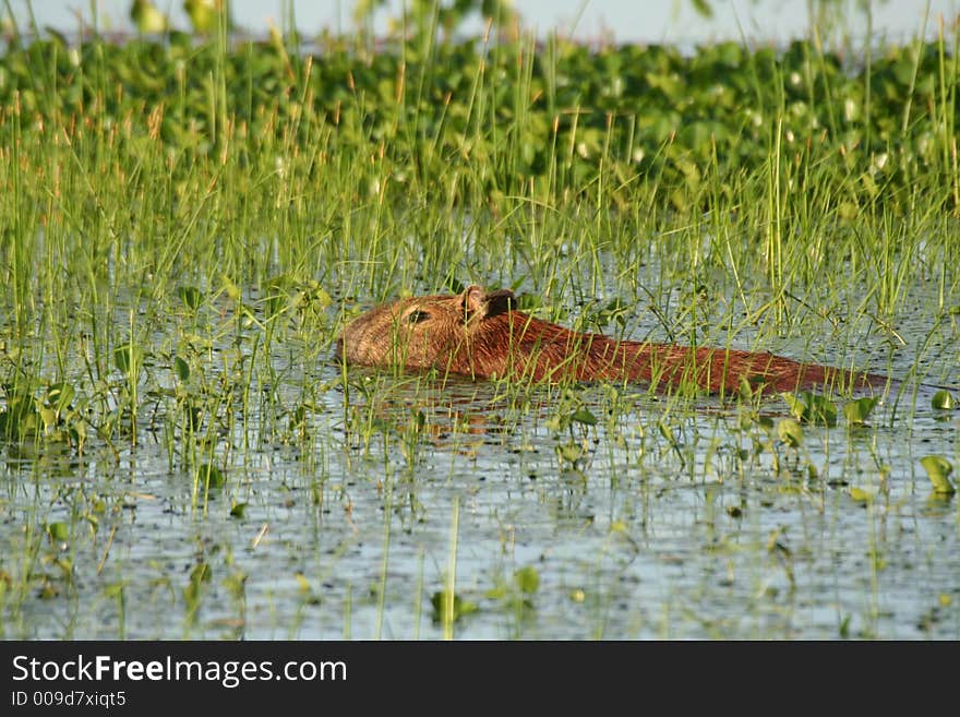 Capybara