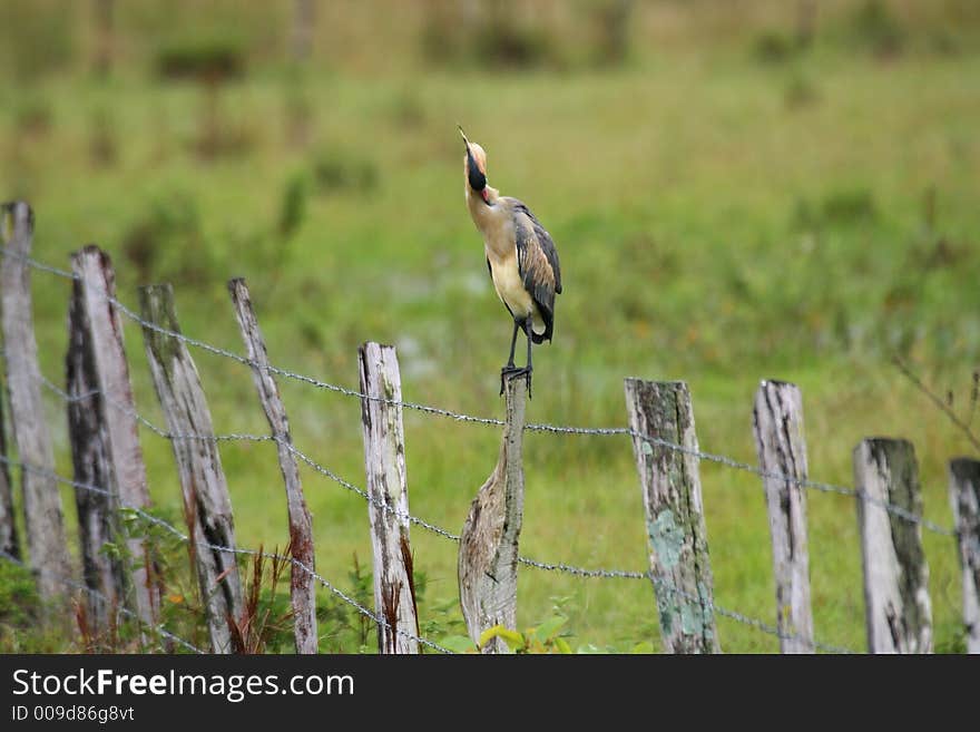 Bird on a fence