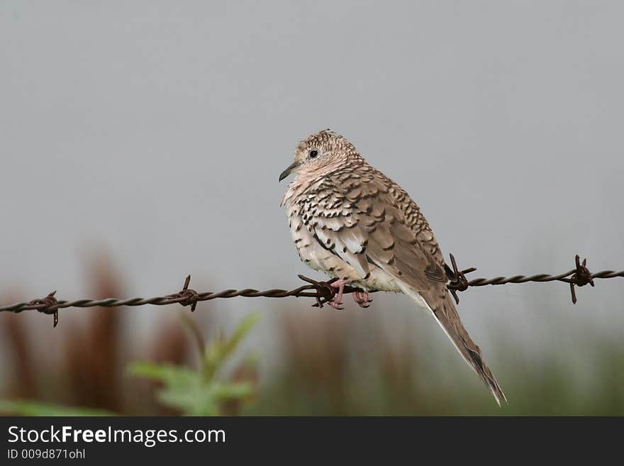 Bird on barbed wire