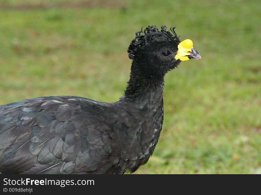 Portraint of a farm bird in Los Llanos, Venezuela. Portraint of a farm bird in Los Llanos, Venezuela