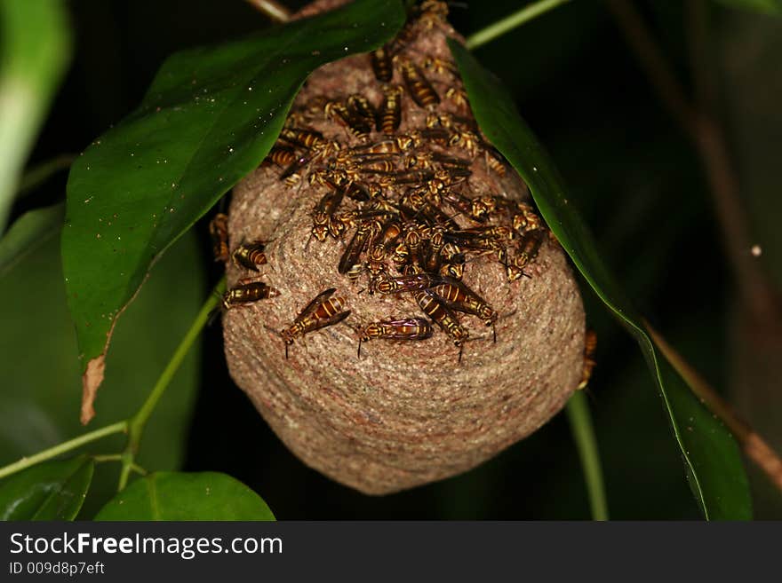 Wasps nest 2