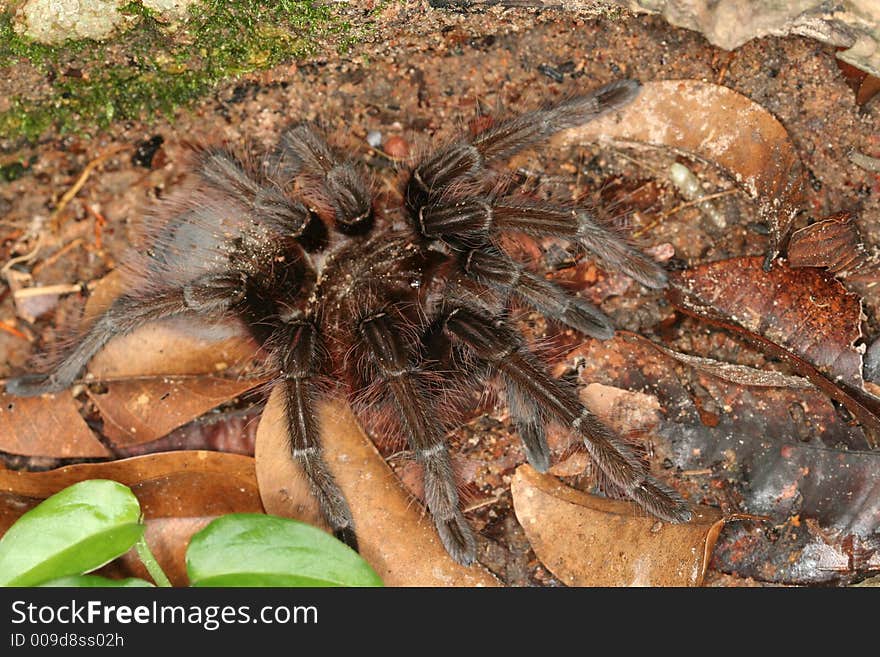 Mygalomorphae spider from sothern Venezuela. Mygalomorphae spider from sothern Venezuela