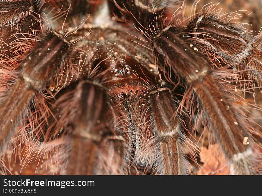 Large spider closeup