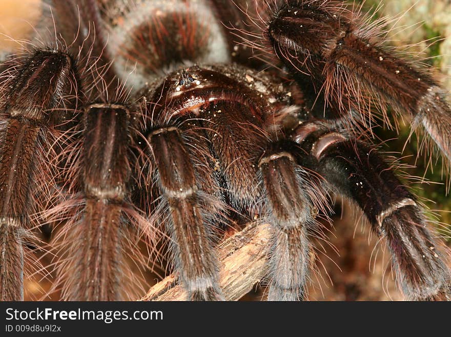 Mygalomorphae spider from sothern Venezuela. Mygalomorphae spider from sothern Venezuela