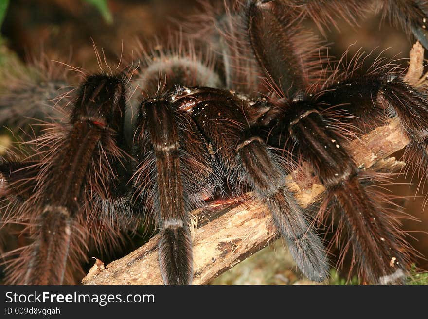 Mygalomorphae spider from sothern Venezuela. Mygalomorphae spider from sothern Venezuela