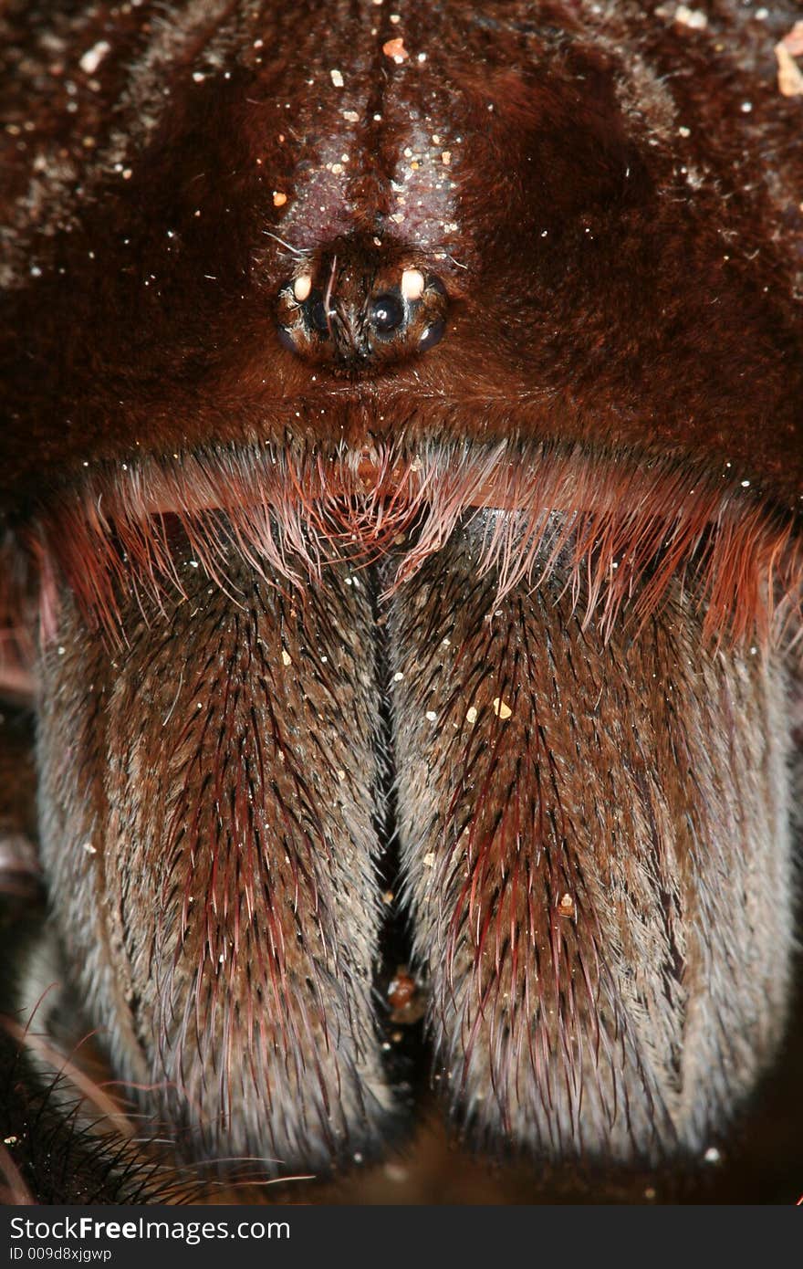 Mygalomorphae spider from sothern Venezuela. Mygalomorphae spider from sothern Venezuela